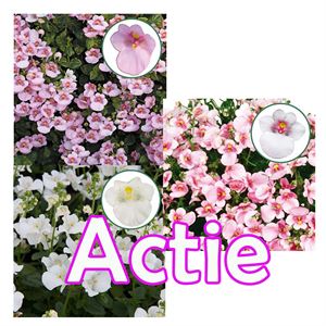 Afbeelding van Diascia P12 "Actie" Divers